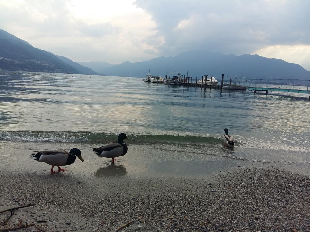 Casa Grillino Daire Locarno Dış mekan fotoğraf